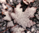 Snow on Maple Leaf