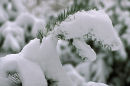 Pine needles in fresh snow