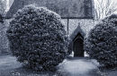 Yews outside the church at Stansted Mountfitchet