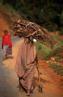 Indian lady carrying sticks