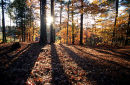 Woodland in Autumn