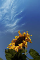 Sunflower and cloud