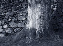 Oak roots and dry stone wall