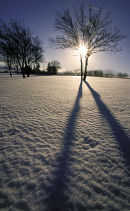 Tree and shadow