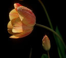 Tulips.