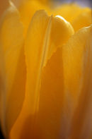 Detail of a tulip in Montreal's Botanical Garden, 