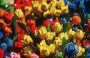 Wooden Tulips on Amsterdam Market