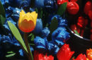 Wooden Tulips on Amsterdam Market