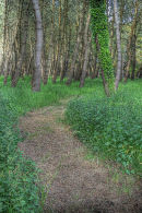 Woodland Path