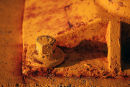 Rusty nut and bolt