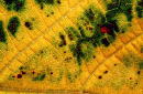 Detail of a yellow leaf in Montreal's Botanical Garden, 