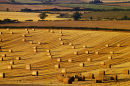 Rolls of hay