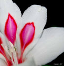 Gladioli