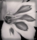 Gladioli (Mono)
