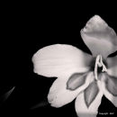 Gladioli (Mono)