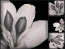 Gladioli (Collage in Monochrome)