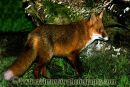 Red Fox.