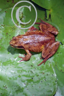 common frog