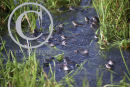 Frogs in a pond at Spawning Time