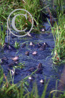 Frogs in a pond at spawning time.