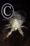 Pale Tussock Moth