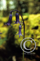 Bluebell