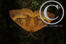 Oak Eggar Moth.