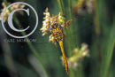 Common Darter Dragonfly