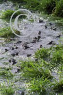Frogs in a Pond at Spawning time.