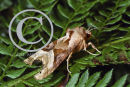 Angle Shades Moth
