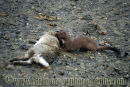 Stoat at rabbit kill.