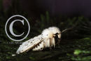 White Ermine Moth