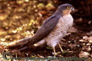 Sparrowhawk (male).