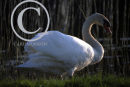 Mute Swan