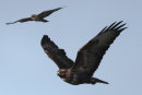Buzzard pair. (multi layered composite image)
