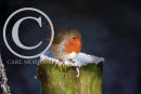 Robin