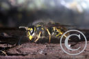 Common Wasp