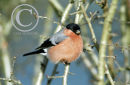 Male Bullfinch