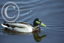 Mallard Drake
