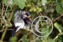 Male Bullfinch Preening
