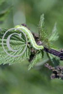 Green Caterpillar