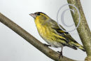Male Siskin