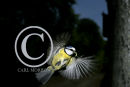 Blue Tit in flight