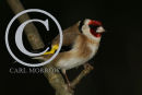 Goldfinch