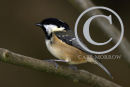 Coal Tit