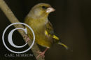 Male Greenfinch