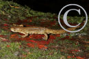 Smooth Newt