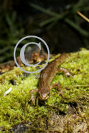 Smooth Newt