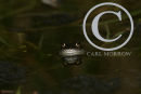 Frog Reflection