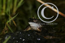 Frog and Frog Spawn